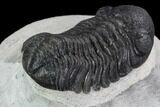 Detailed Austerops Trilobite - Ofaten, Morocco #91922-3